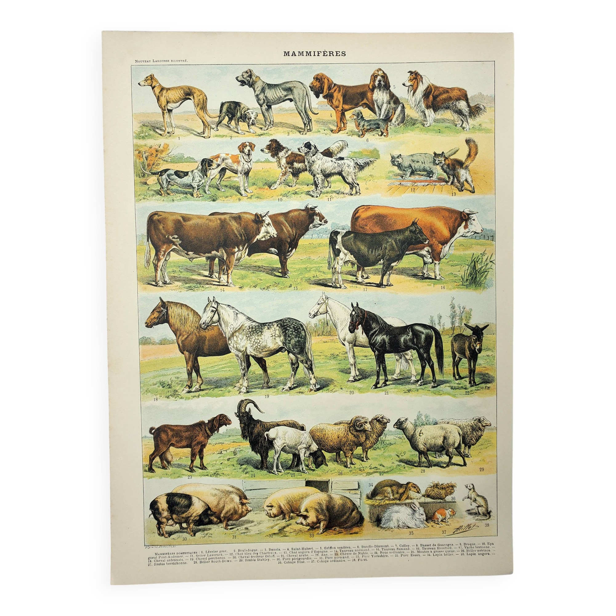 Antique engraving 1898, Mammals 4, animals, zoology • Lithograph, original illustration