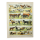 Antique engraving 1898, Mammals 4, animals, zoology • Lithograph, original illustration