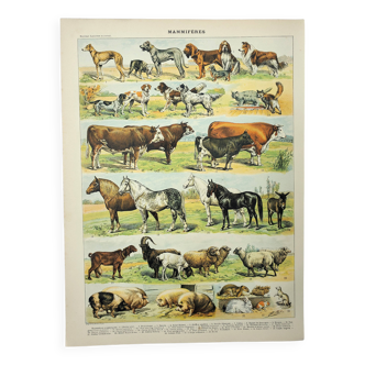 Antique engraving 1898, Mammals 4, animals, zoology • Lithograph, original illustration