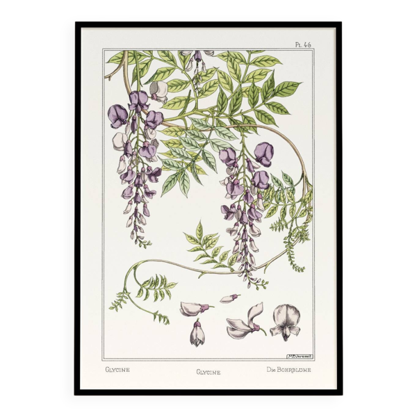 Affiche “Glycine”, d’après une lithographie art nouveau de 1897
