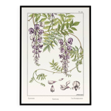 Poster “Wlycine”, after an Art Nouveau lithograph from 1897