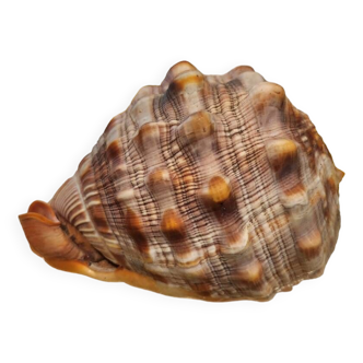 Ciprea blackcurrant rufa shell