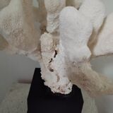 Coral on base cabinet of curiosities