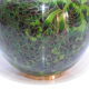 Ginger pot