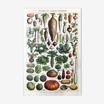 Planche botanique Légumes 1922