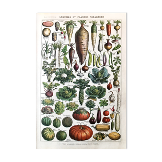 Botanical Plank Vegetables 1922