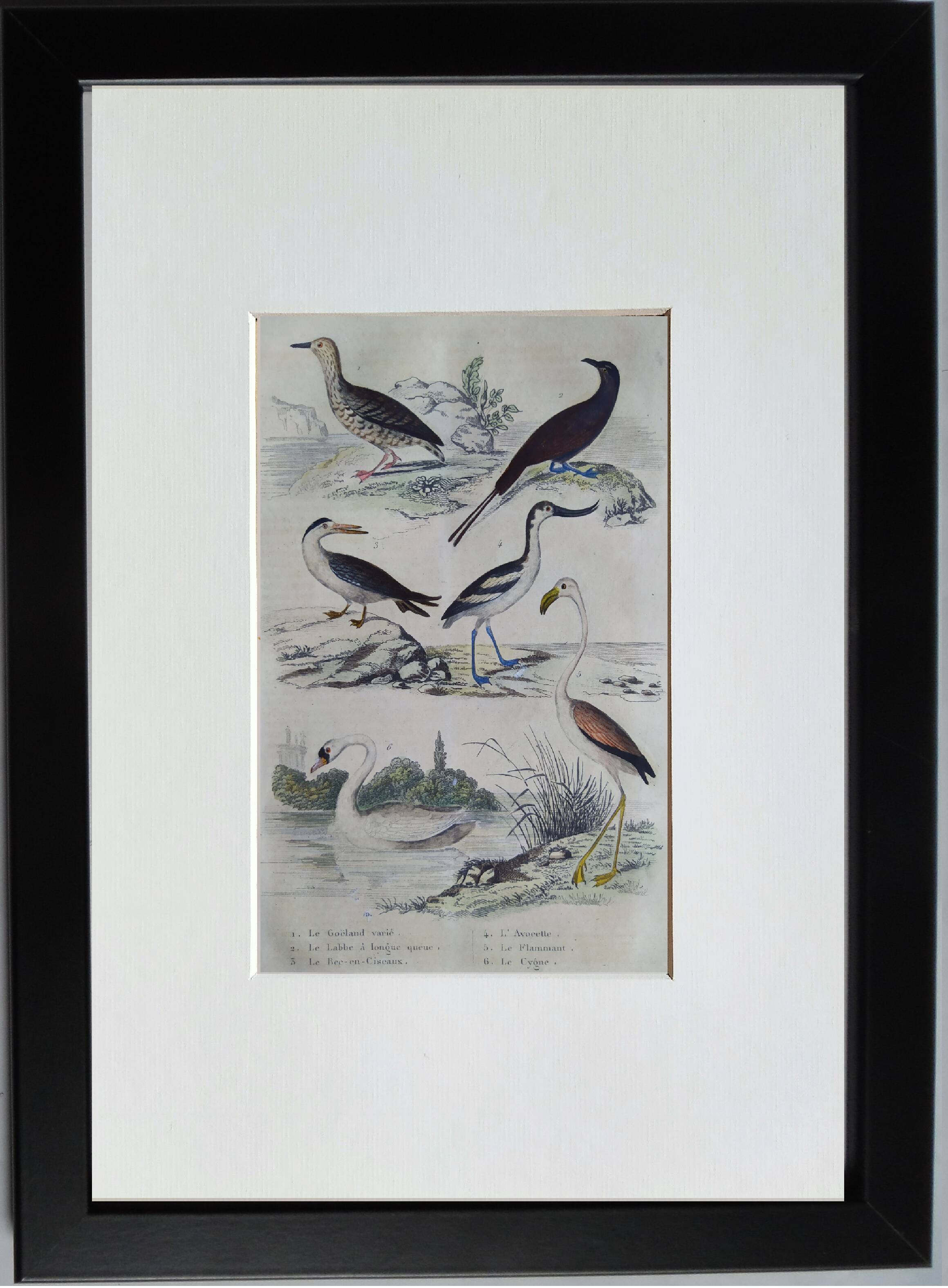 Original ornithological plate "