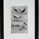 Original ornithological plate "