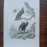 Poster - 19th century zoological engraving of birds - eagle - pigargue