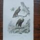 Poster - 19th century zoological engraving of birds - eagle - pigargue