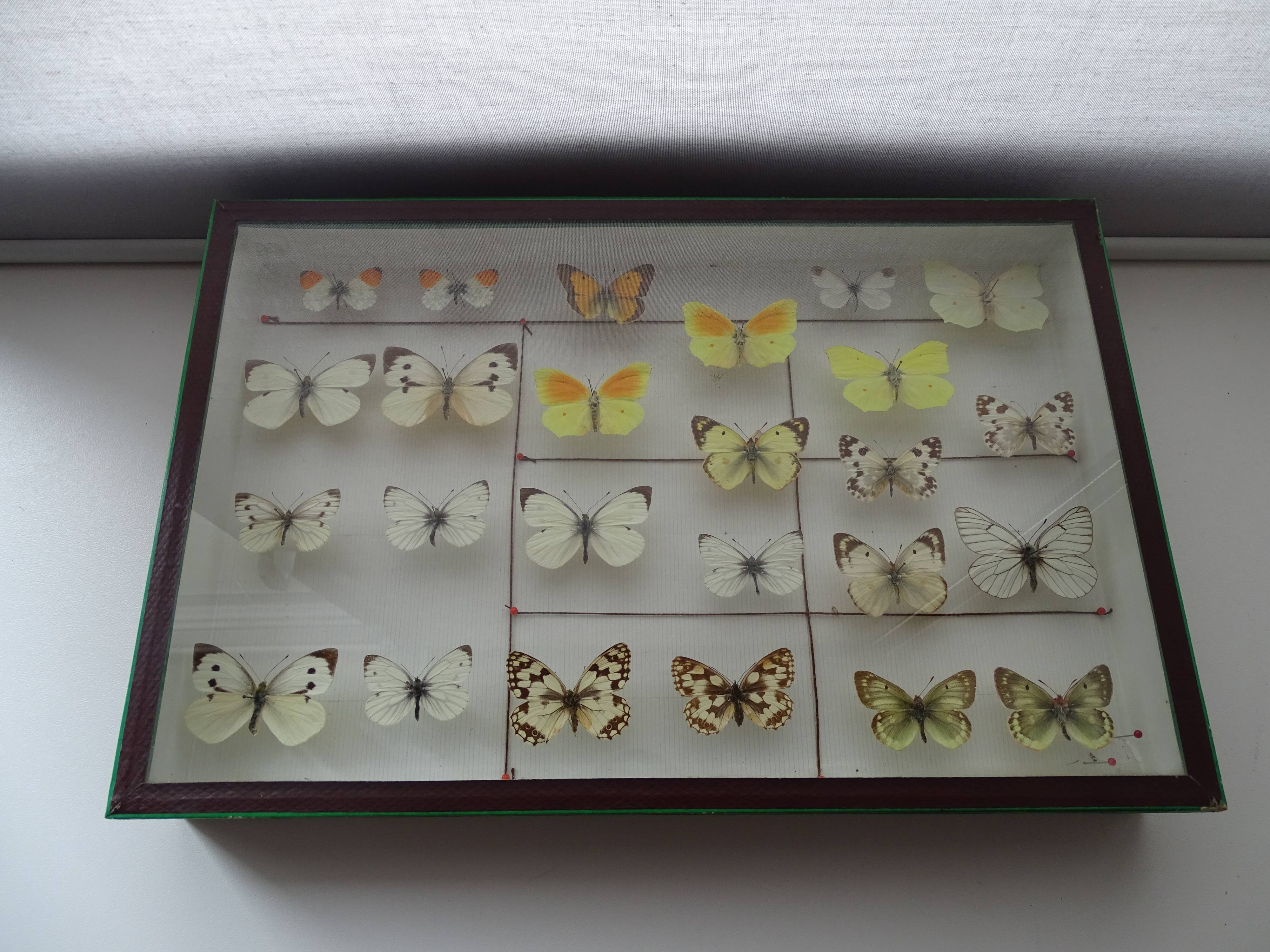 25 ancient stuffed butterflies under frame era 1930