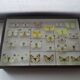 25 ancient stuffed butterflies under frame era 1930