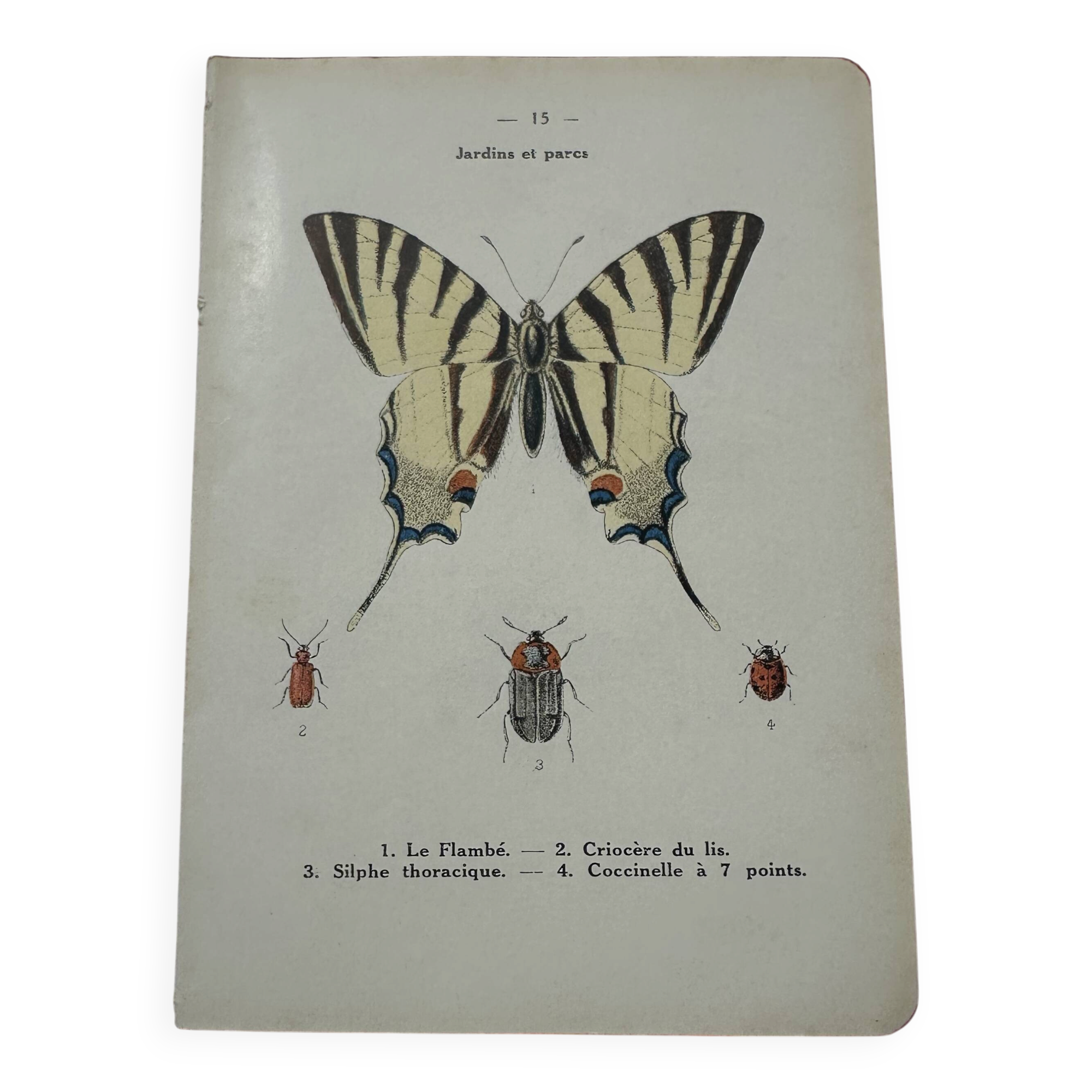 Old botanical lithograph naturalist double-sided