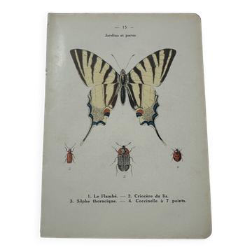 Old botanical lithograph naturalist double-sided