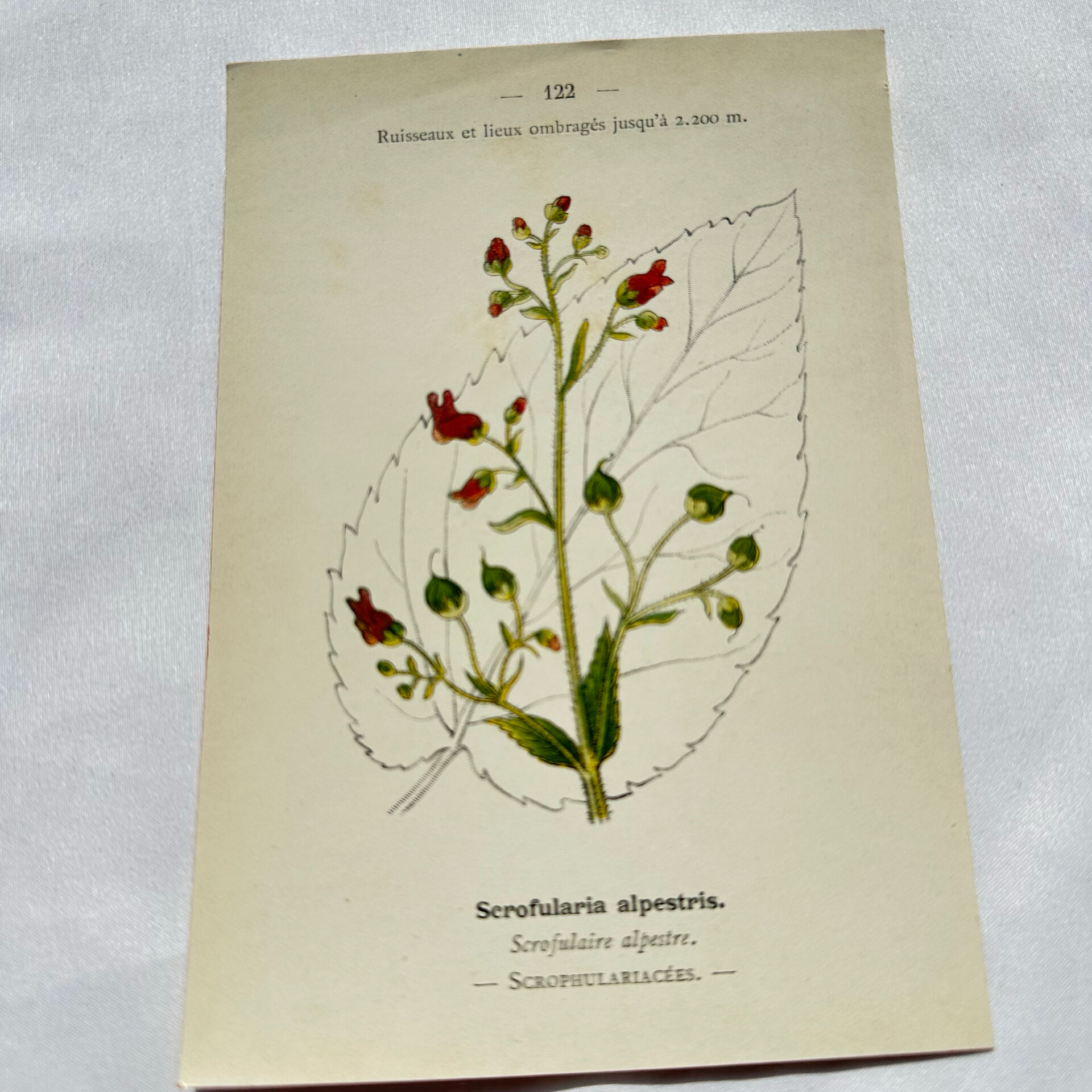 19th-century botanical engraving, double-sided, hand-coloured, naturalist work.