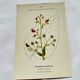 19th-century botanical engraving, double-sided, hand-coloured, naturalist work.