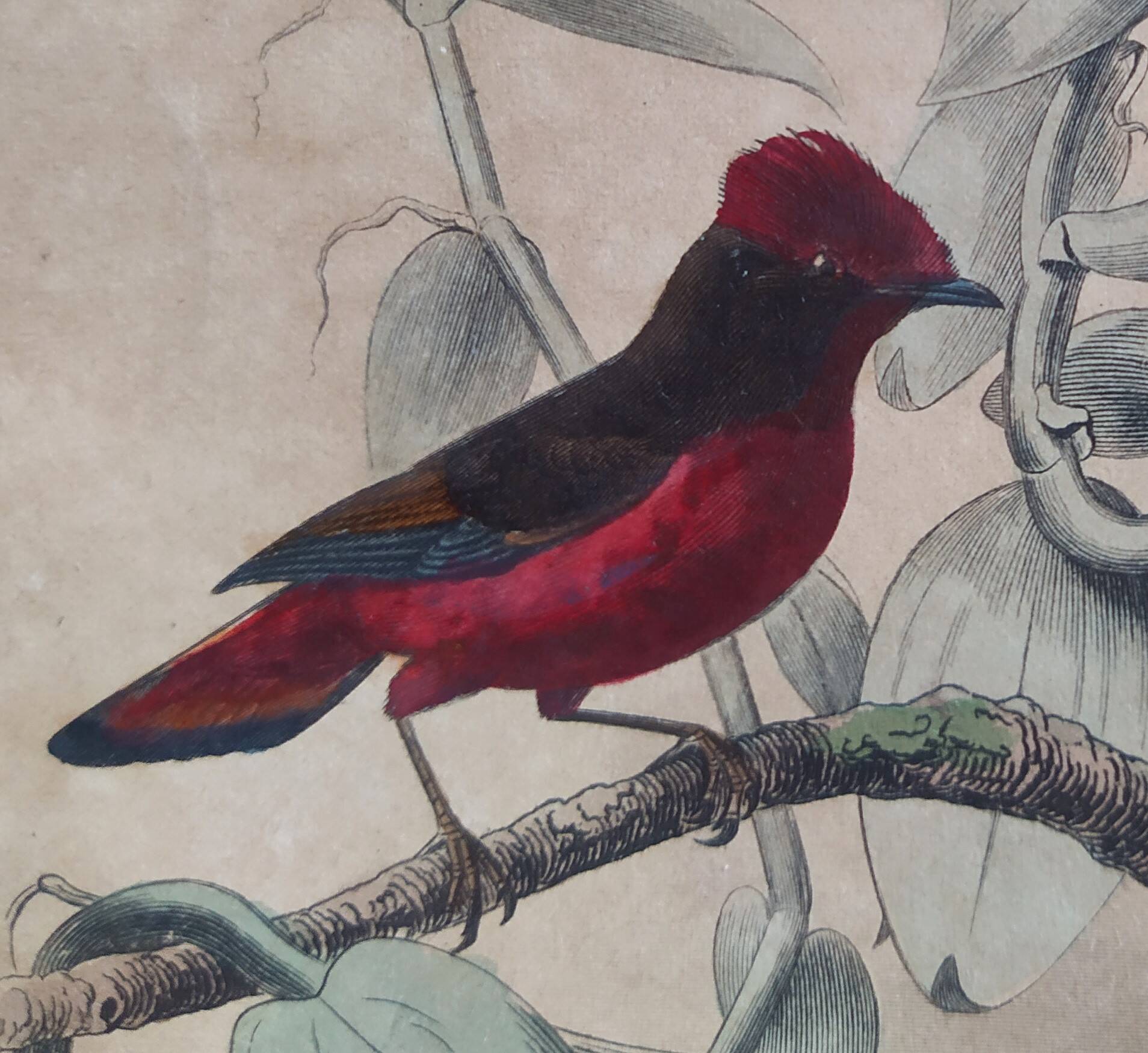 Ornithological Plate Buffon 1838 "Cock of the Rock, Goose & Blue Cordon"