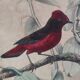 Ornithological Plate Buffon 1838 "Cock of the Rock, Goose & Blue Cordon"