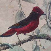 Planche Ornithologique Buffon 1838 "Coq de Roche, Ouette & Cordon Bleu"