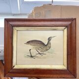 Bird lithographs