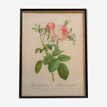 Affiche botanique vintage « Rosa Centifolia Foliacea » par P.J.Redouté