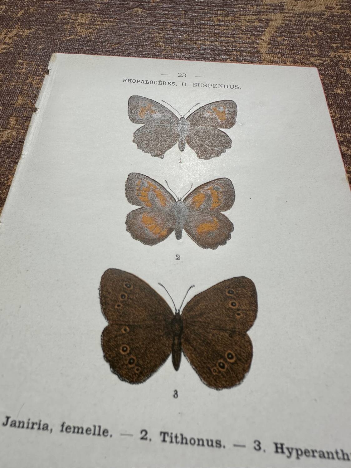 Gravure botanique, planche naturaliste ancienne papillons