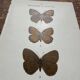 Gravure botanique, planche naturaliste ancienne papillons