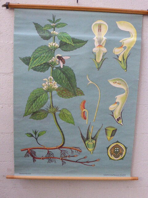 Botanical poster plant medicinal by Jung-Koch-Quentell, created in 1960, collector and vintage linen