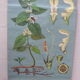 Botanical poster plant medicinal by Jung-Koch-Quentell, created in 1960, collector and vintage linen