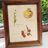 Botanical plate