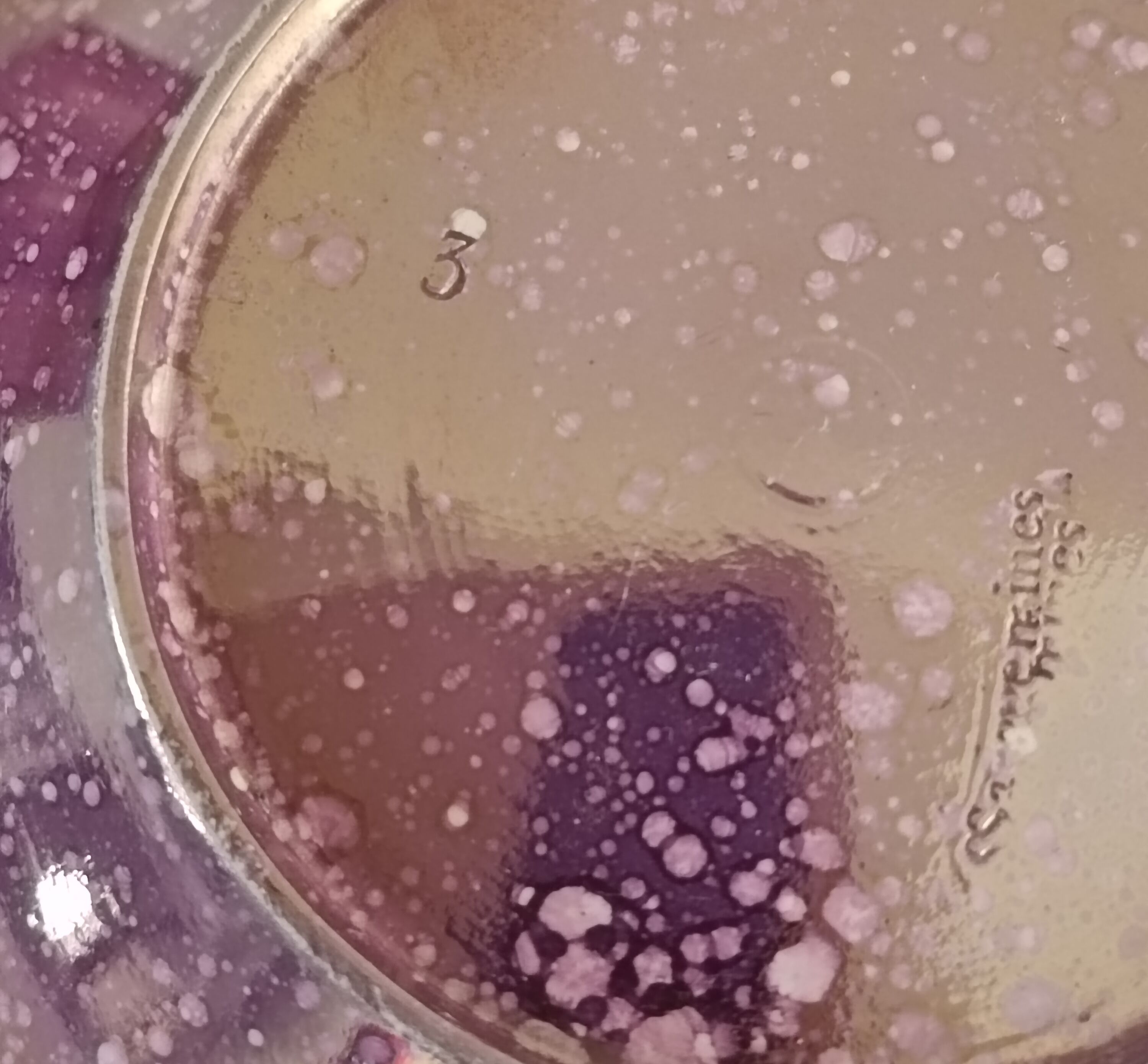 Burgos Sarreguemines glazed earthenware coffee cup and saucer