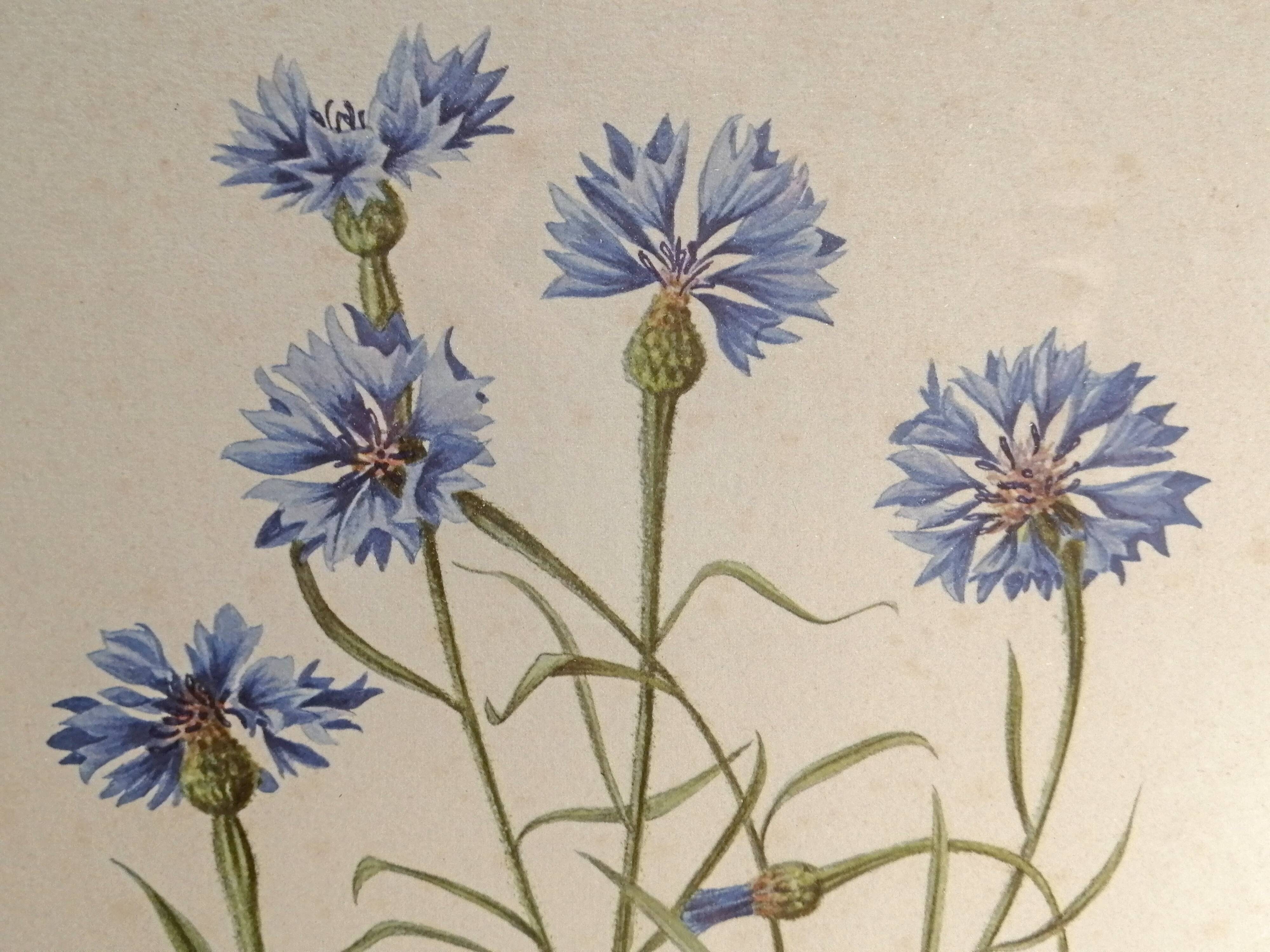 Framed botanical engraving lithography by JW Boussac - the blueberry