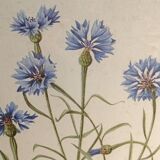 Framed botanical engraving lithography by JW Boussac - the blueberry