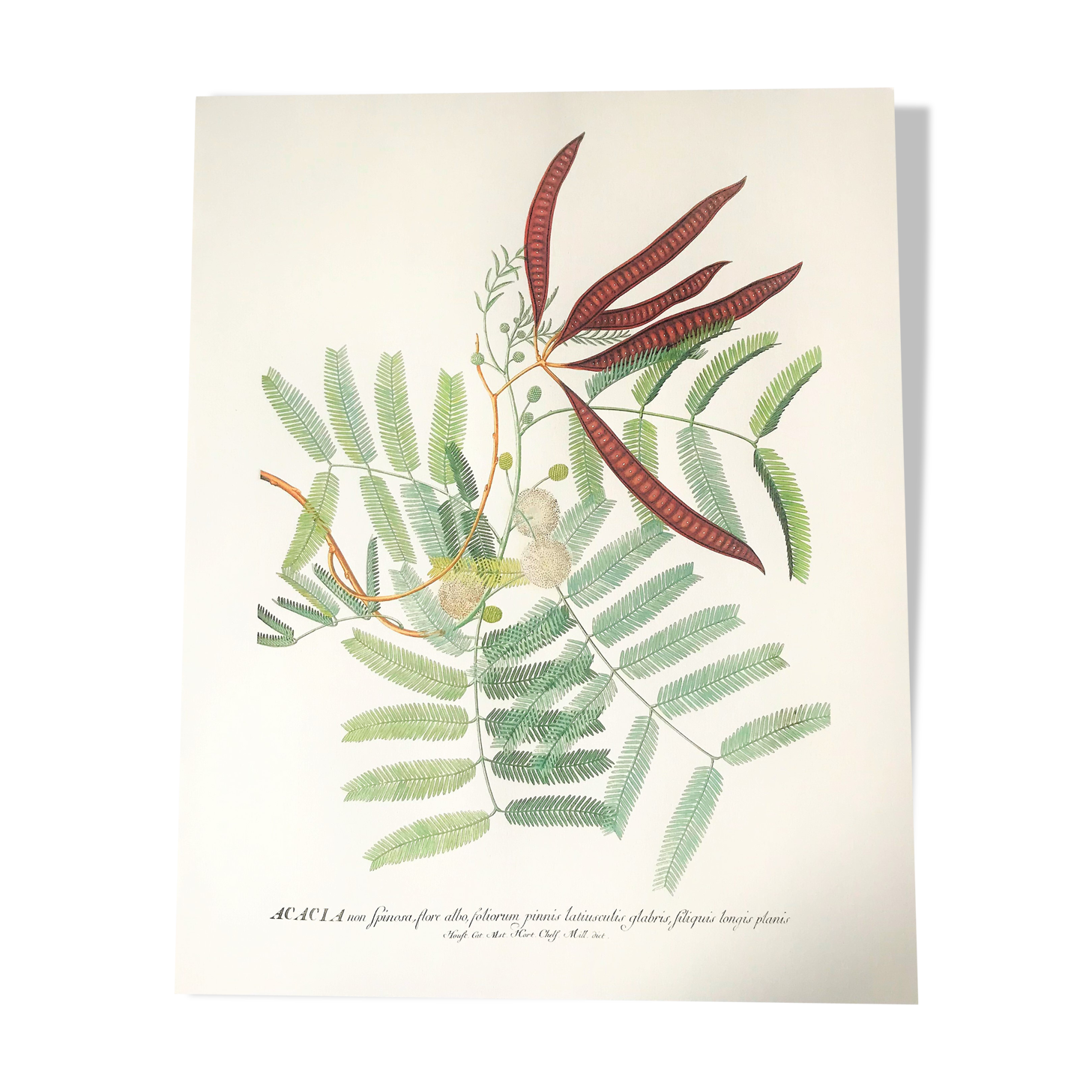 Board in colors representative Acacia, leaf, flower and fruit