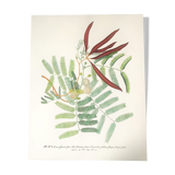Board in colors representative Acacia, leaf, flower and fruit