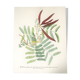 Board in colors representative Acacia, leaf, flower and fruit
