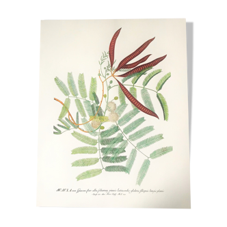 Planche en couleurs représentant l'Acacia, feuille, fleur et fruit
