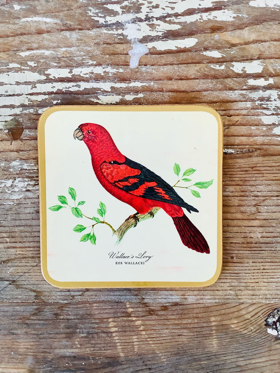 Box of 6 coasters bird motif