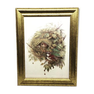 Framed ornithological board