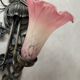 Apply 2 pink tulip Art Nouveau wall lights.