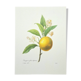 Orange tree with depressed fruits