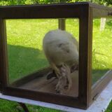 Old display case