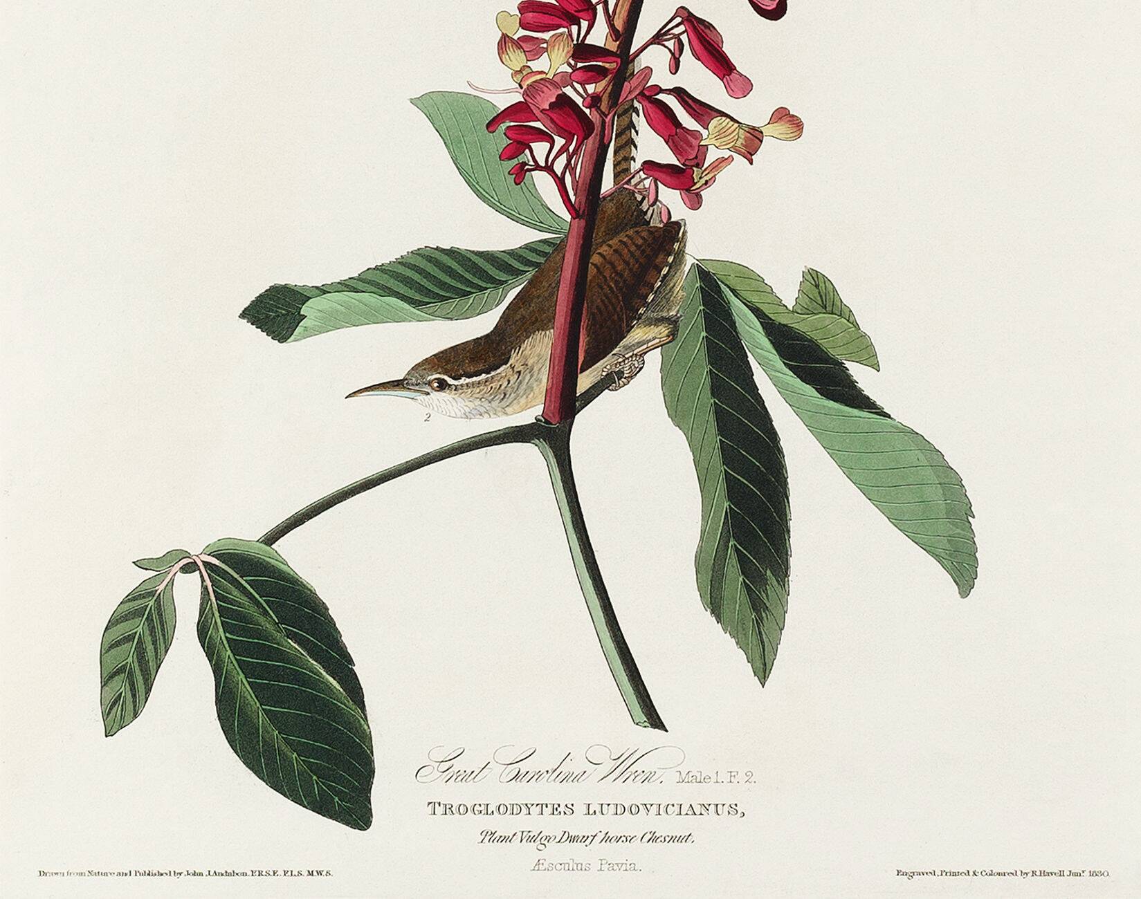 Poster about the Carolina wren, based on an old engraving from 1827