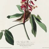 Poster about the Carolina wren, based on an old engraving from 1827