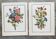 Deux lithographies florales 224