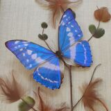 Butterfly taxidermy frame