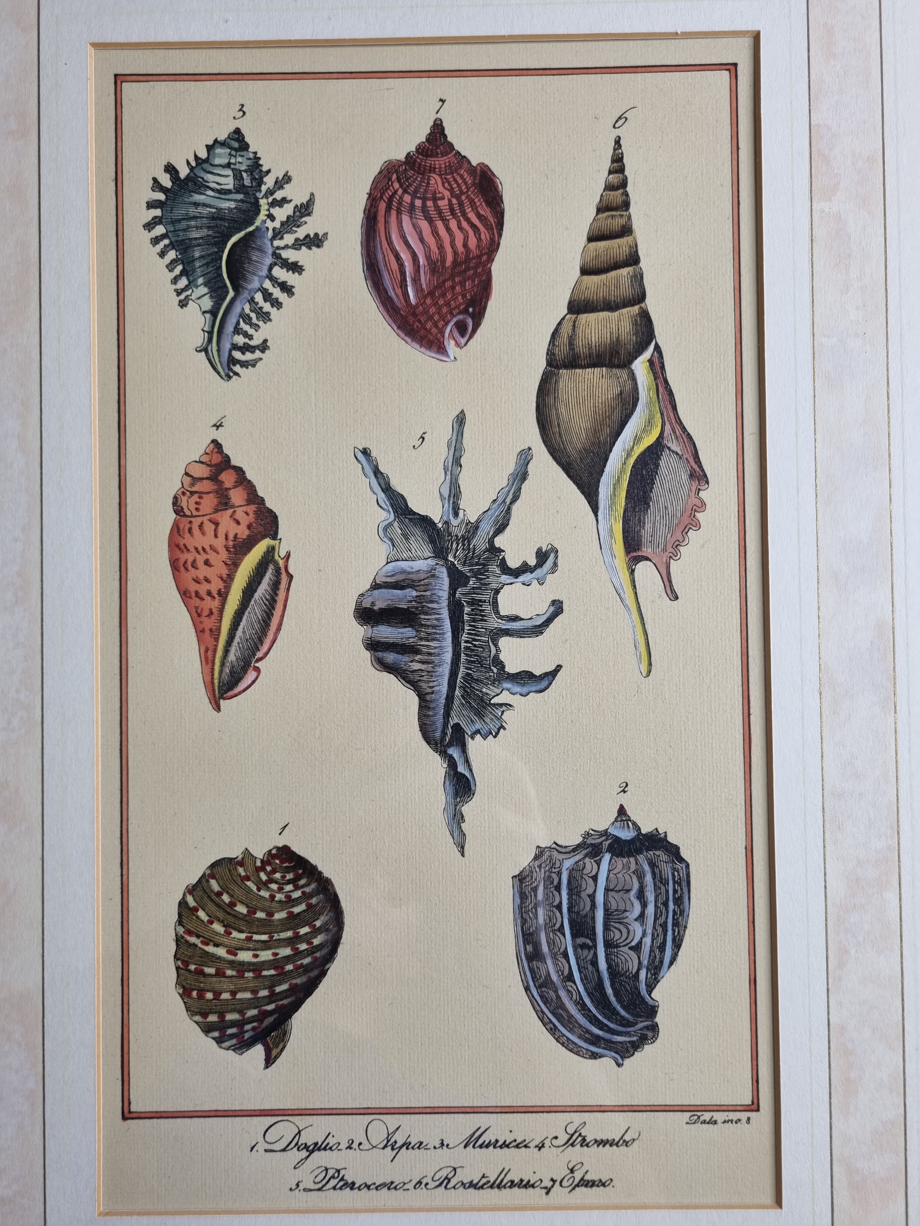 Natural History plate number 8, Conchyliology, signed in the plate, XVIIIth