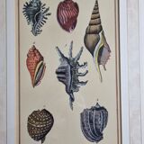 Natural History plate number 8, Conchyliology, signed in the plate, XVIIIth