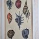 Planche d'histoire naturelle numéro 8 conchyliologie signée dans la planche, xviiième