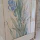 Painting of an iris